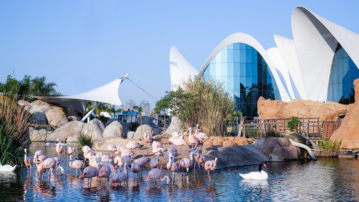 Global Omnium inyecta 9 millones en el Oceanogràfic hasta marzo para cubrir la caída de ingresos y visitas por la Covid