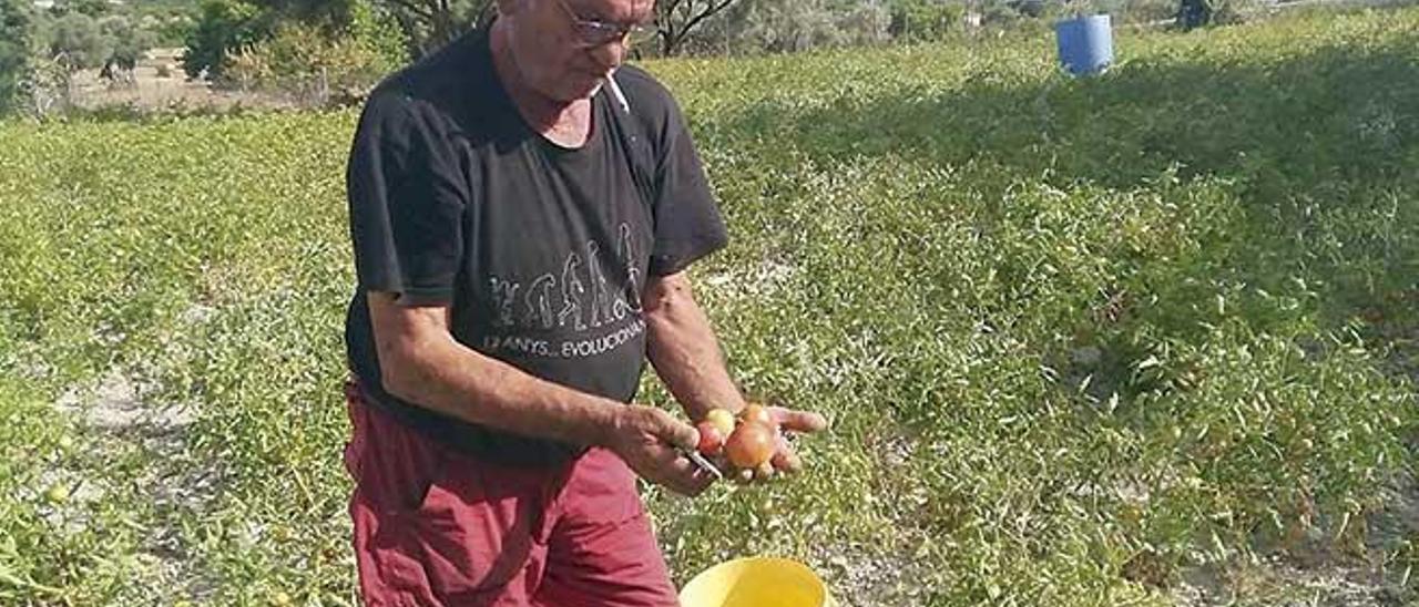 Lluís Pomares, payés de Biniamar, muestra algunos tomates mientras los cosecha.