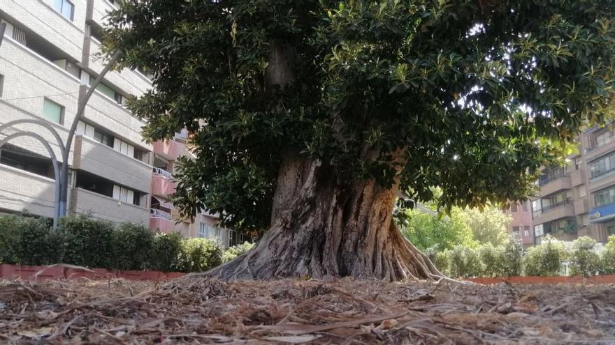 Contratan a un experto para que el ficus de Santo Domingo sobreviva a la ola de calor