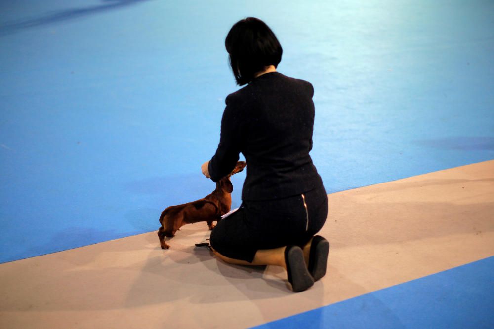 A handler shows her dog as she takes part in a ...