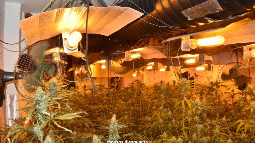 Vídeo: Desmantellat un grup criminal que venia marihuana des de la Selva amb un benefici de 750.000 euros anuals