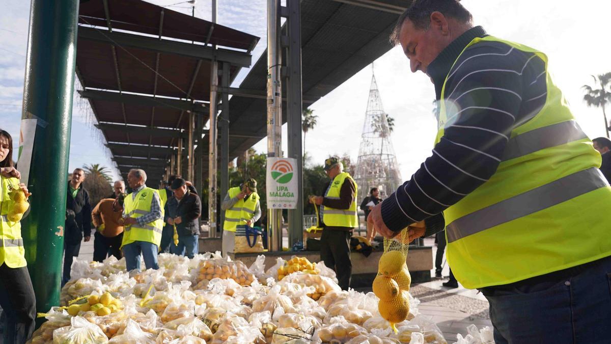 Los agricultores malagueños regalan 3.000 kilos de limones ante los bajos precios