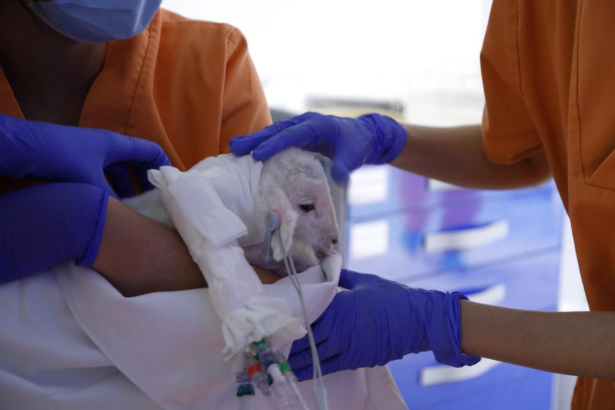 Una oveja prematura cuidada en la placenta artificial de BCNatal.