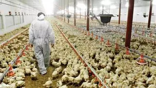 ¿La ley europea de bienestar animal va realmente a subir el precio de la carne de pollo?