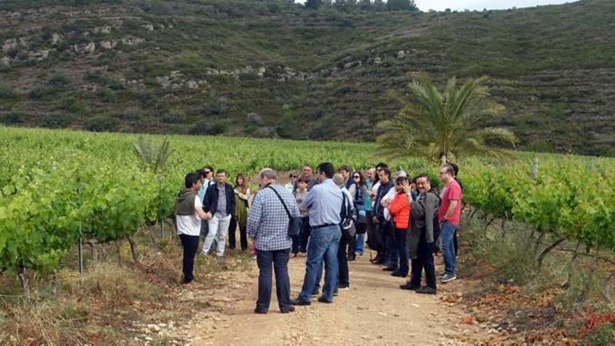 Una ruta por uno de los viñedos de Castelló.