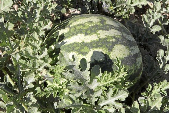 Nur auf guten Böden können gesunde Pflanzen wachsen und süße Melonen reifen. Ein Besuch zur Erntezeit auf Sa Teulera, einem Biohof bei Petra.