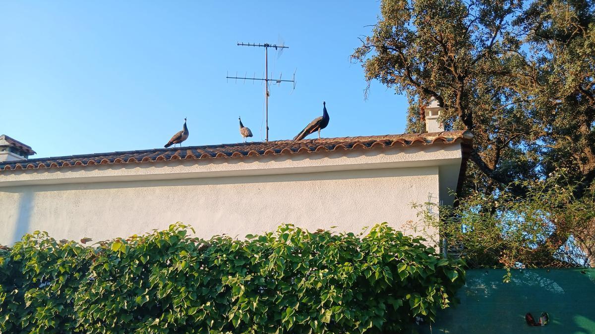 Algunos de los pavos que se adentran dentro de las parcelas, subidos en el tejado de una de las casas