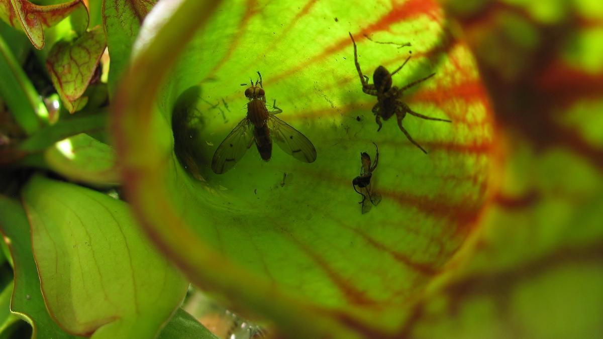 Planta carnívora cargada de insectos