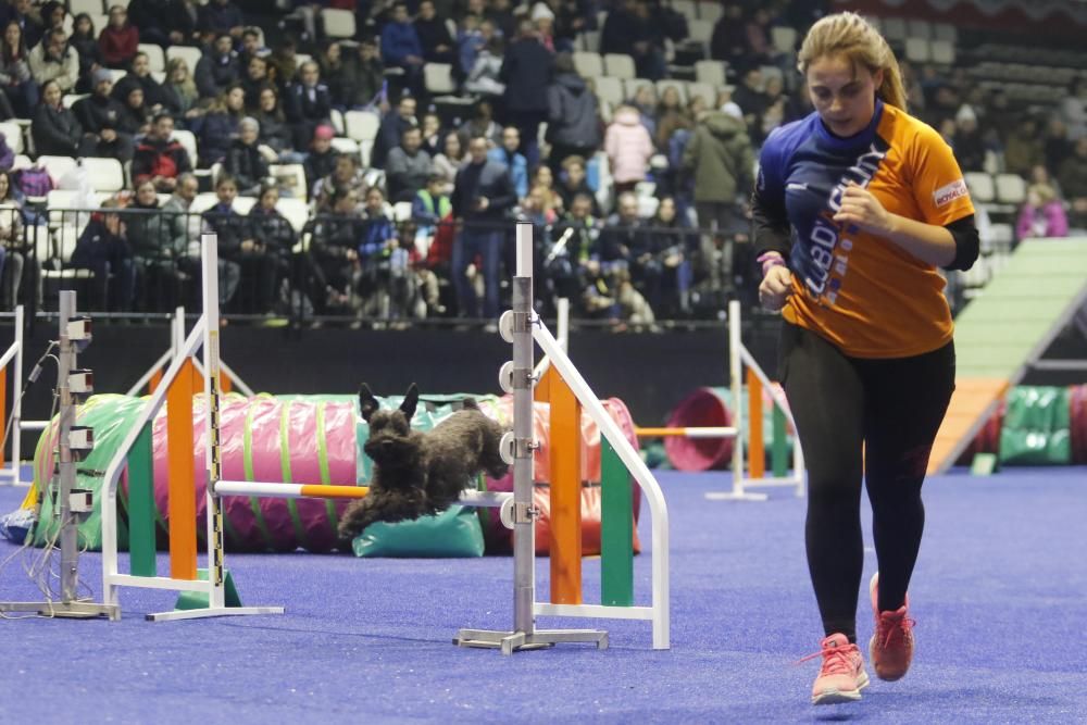 La exposición canina vuelve a contagiar la fiebre perruna en Vigo