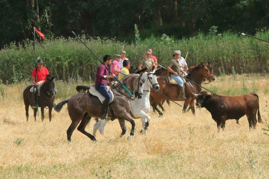 Toros bravos en Vadillo de la Guareña