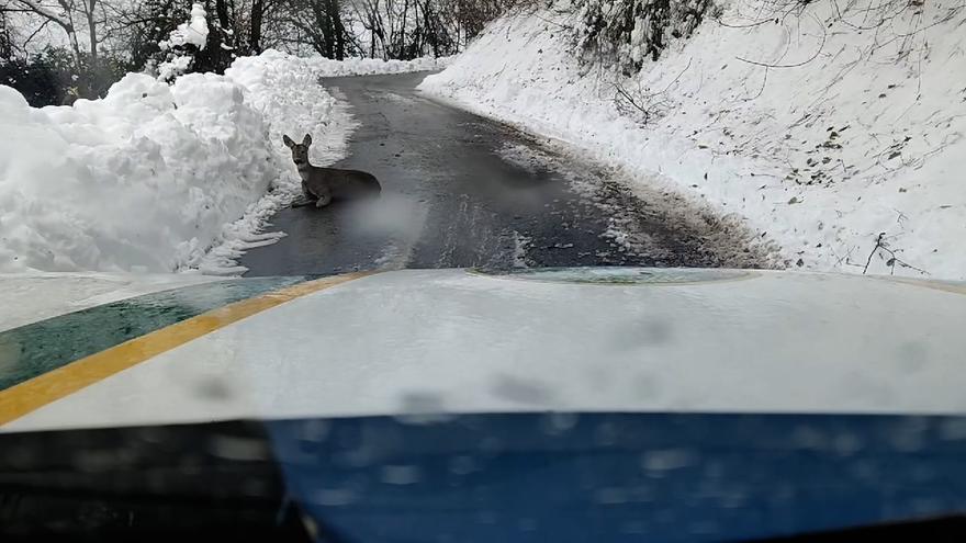 Rescatan a un corzo herido en una carretera llena de hielo y nieve
