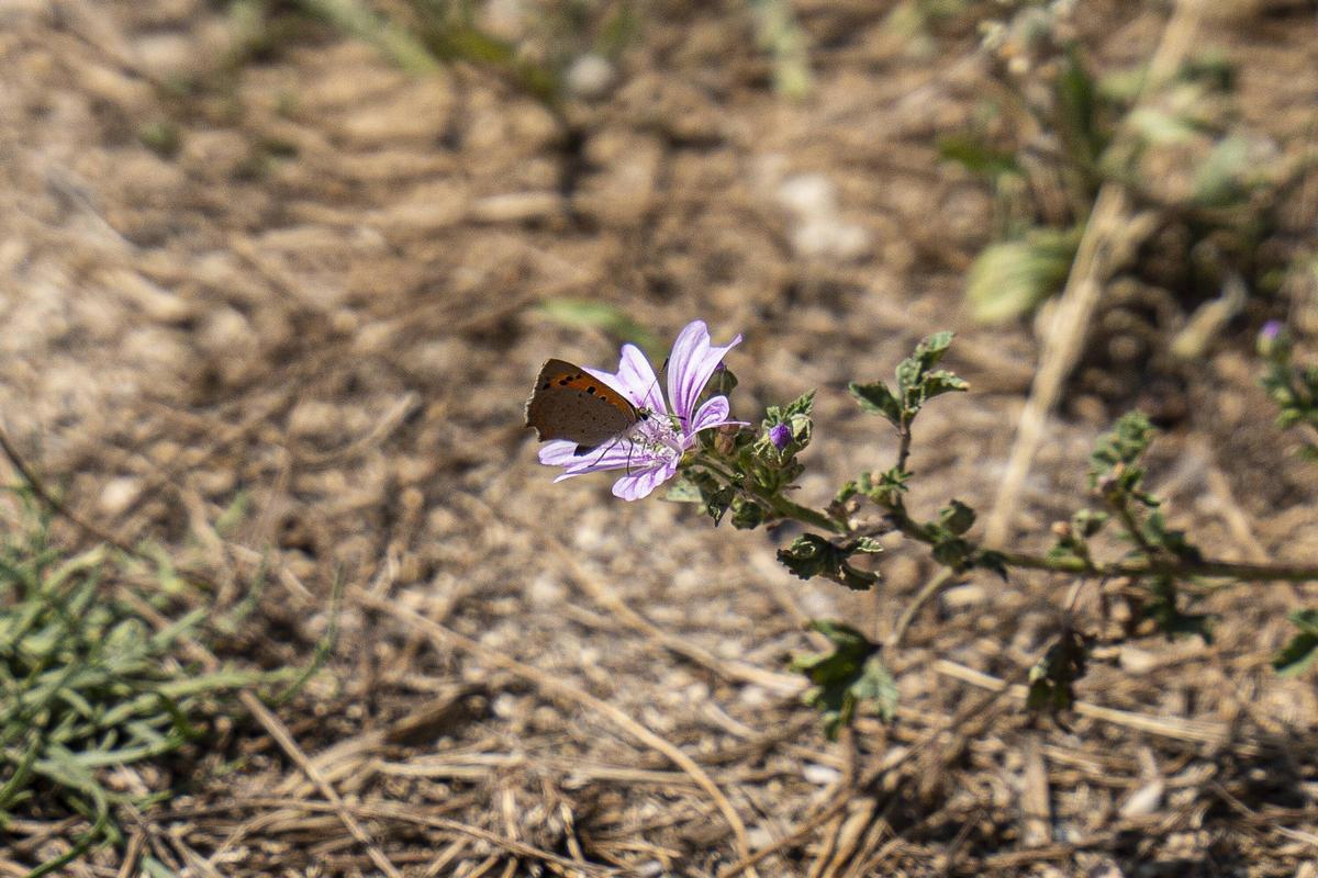 Las mariposas tratan de resistir en entornos metropolitanos degradados