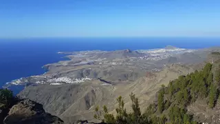 Ni la culebra real ni la uña de gato: esta es la especie invasora imposible de erradicar que amenaza la biodiversidad de Gran Canaria