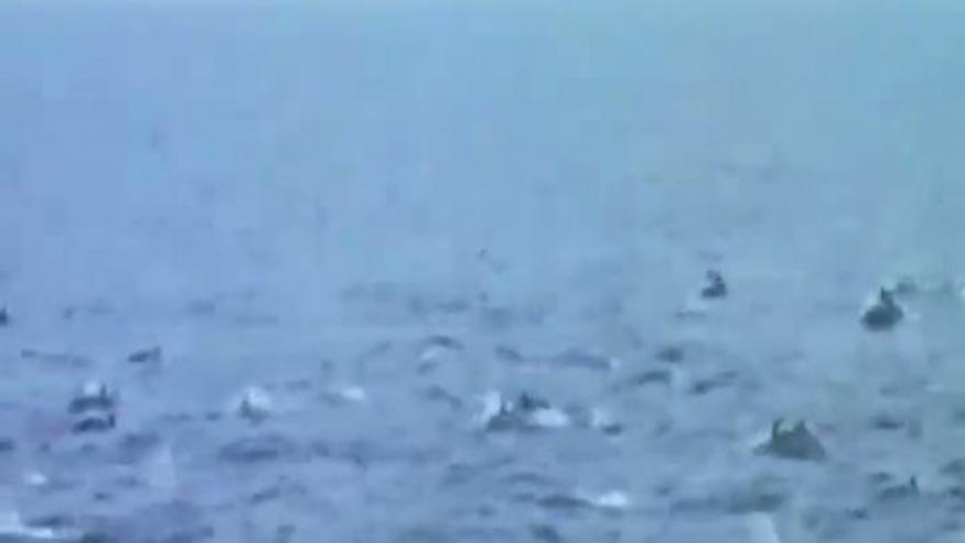 Cientos de delfines huyen del ataque de orcas asesinas