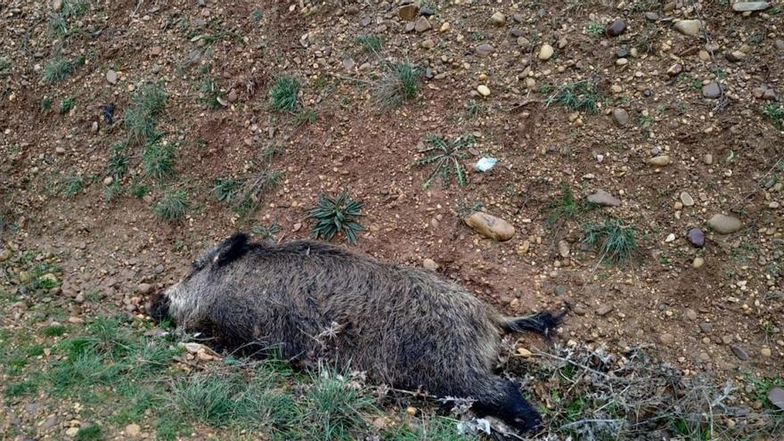 Un motorista sufre policontusiones tras chocar contra un jabalí