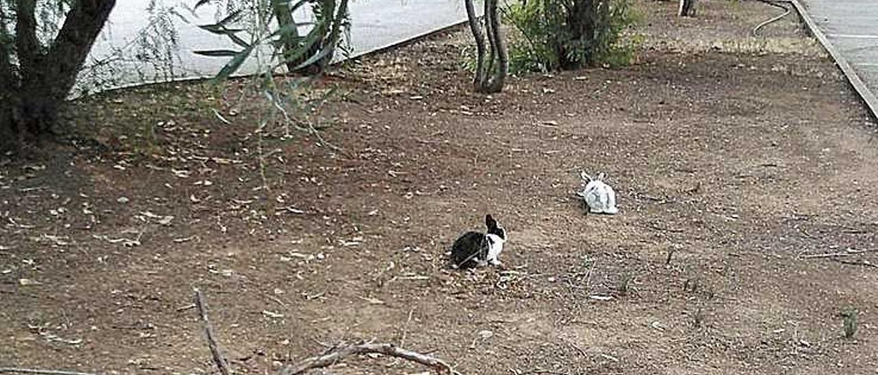 Varios ejemplares de conejos en el Vivero.