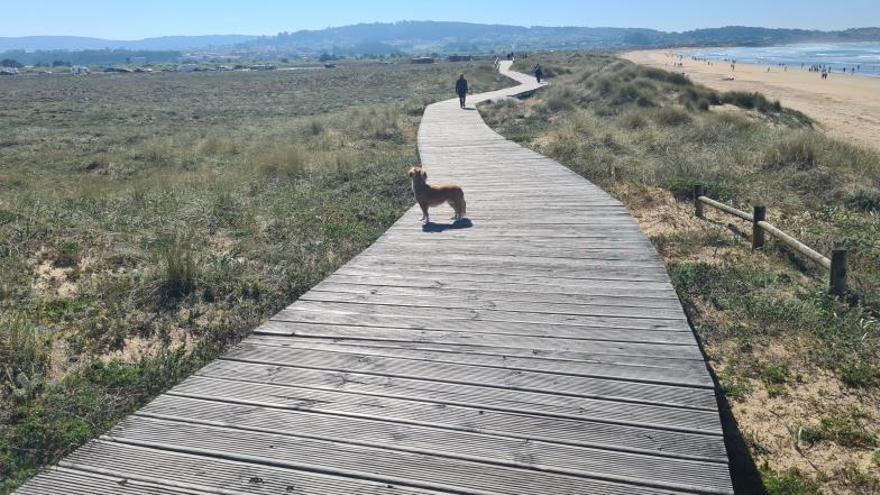 Un perro suelto que perseguía pájaros tanto en la playa como en el istmo de A Lanzada.   | //  M. MÉNDEZ