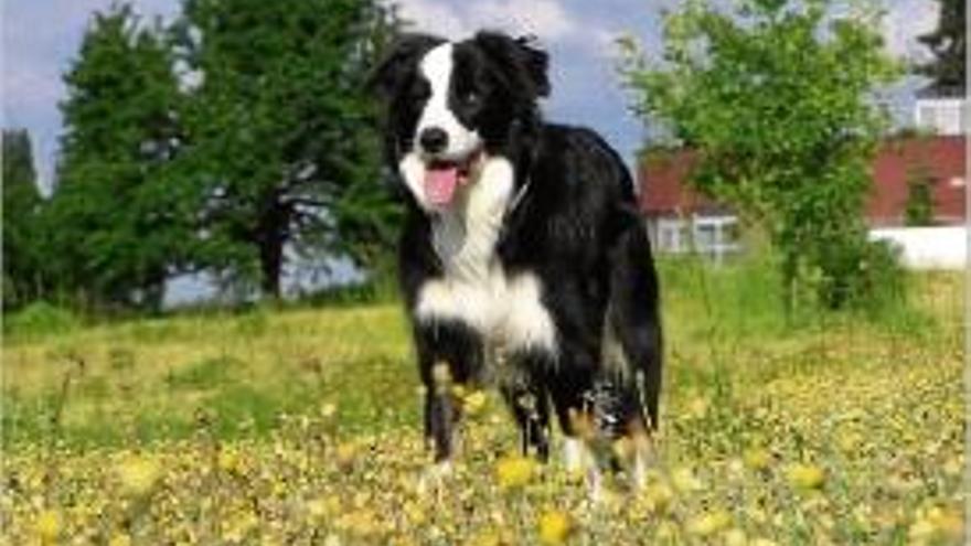 Elborder collie és un gos apreciat per la seva intel·ligència animal.