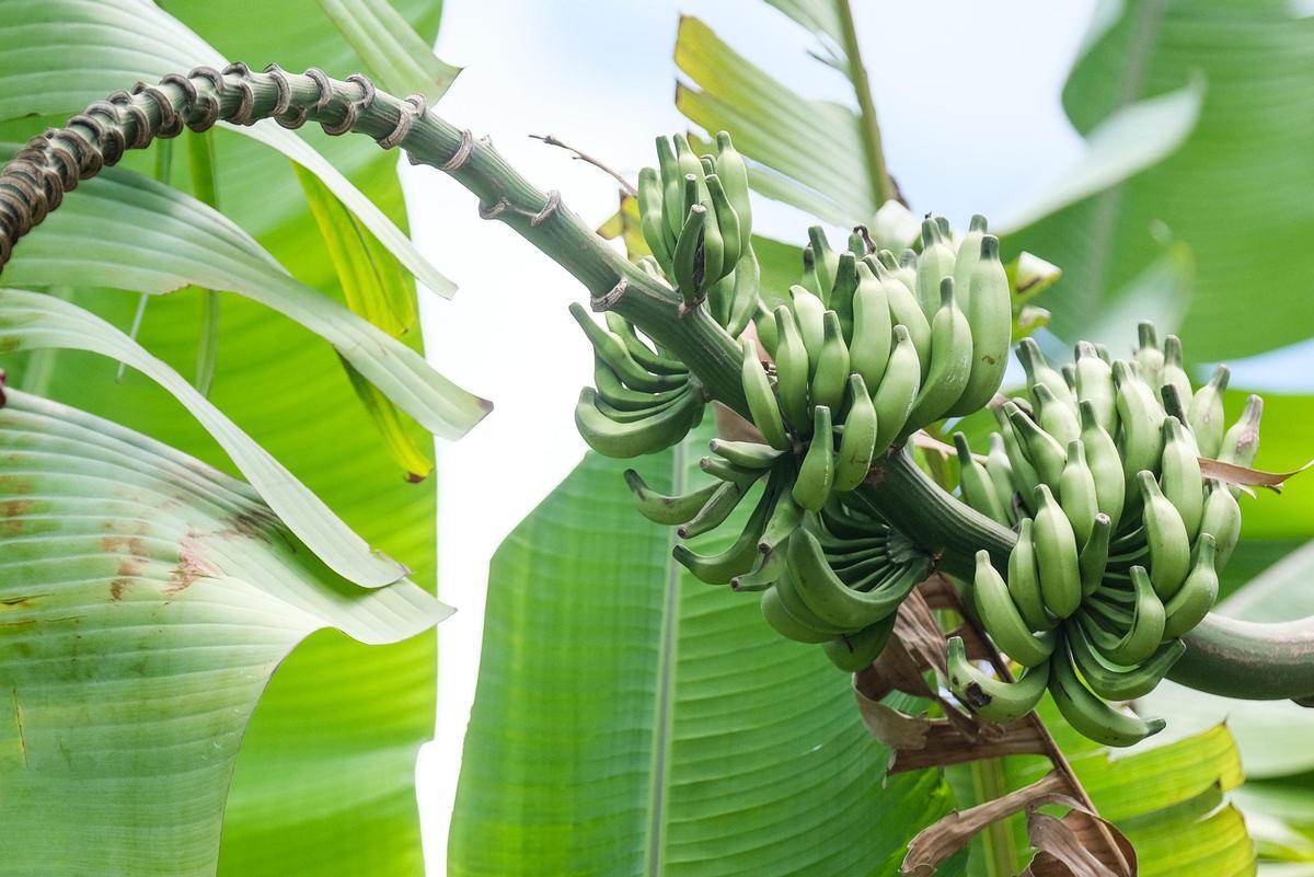 Musa Acuminata.