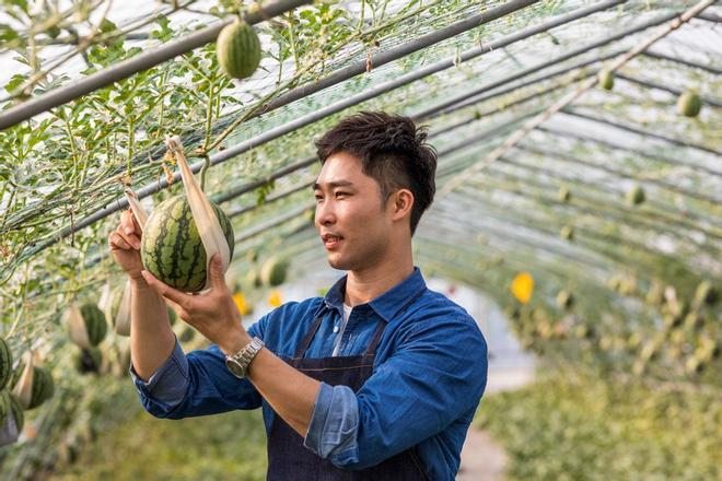 Productor de sandías en China