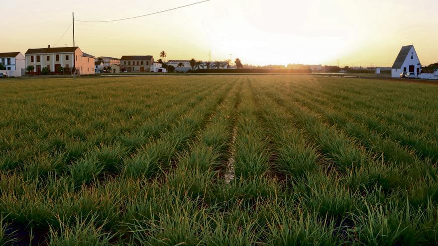 La huerta valenciana, baluarte de la ciudad en su camino hacia la Capitalidad Verde Europea