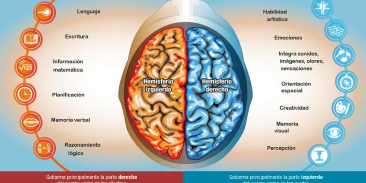 El cerebro y sus hemisferios.