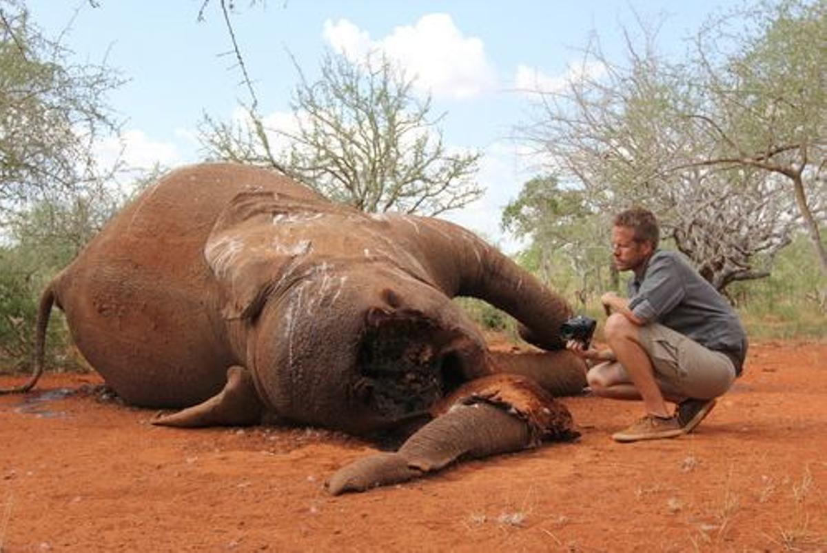 Los elefantes ya nacen sin colmillos en África para evitar ser cazados