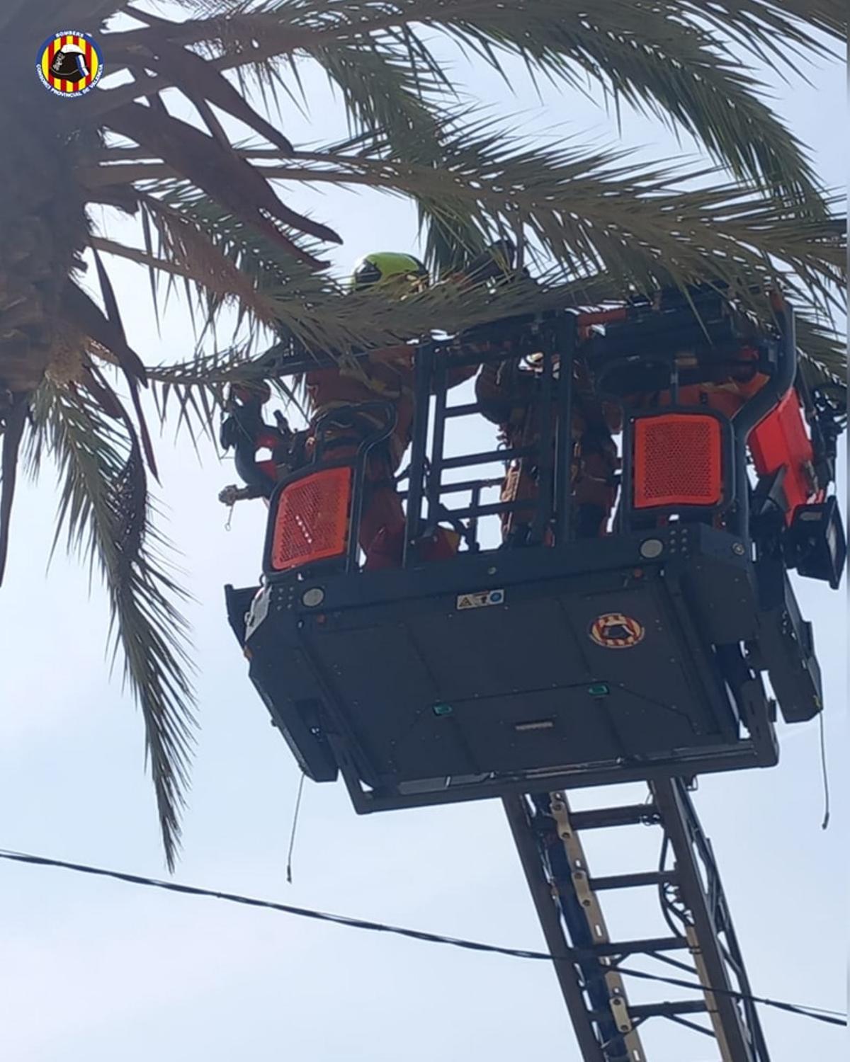 Los bomberos rescatan a una águila de una palmera.