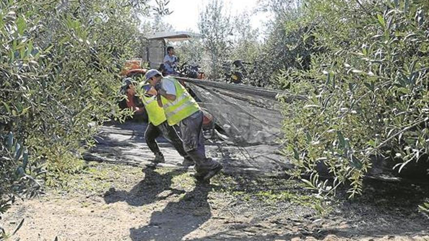 Las almazaras ingresan más de 600 millones por la venta del aceite