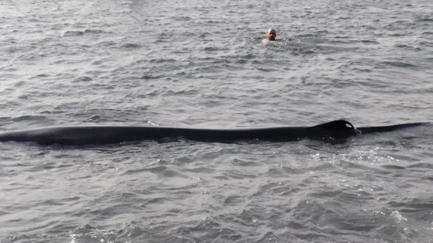 El cetáceo aparecido ayer en la playa del Aceitún.