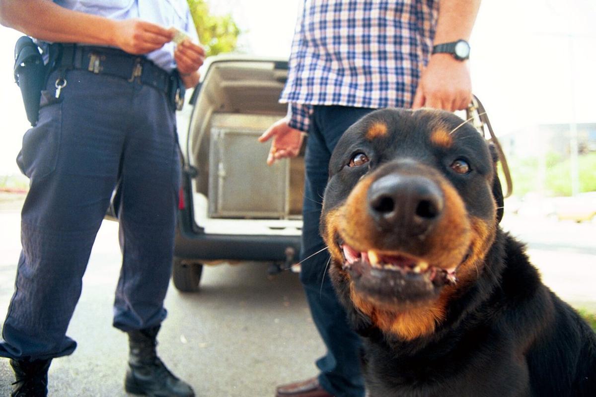 Un rottweiler.   