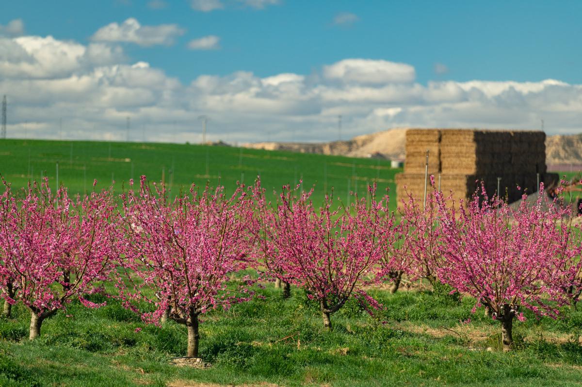 El espectáculo de la floración de los frutales en el Baix Segria, Lleida