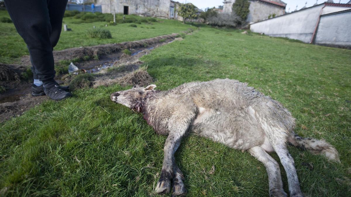 Ataque de lobo en Oca de Arriba, en el Concello da Estrada, con varias ovejas muertas