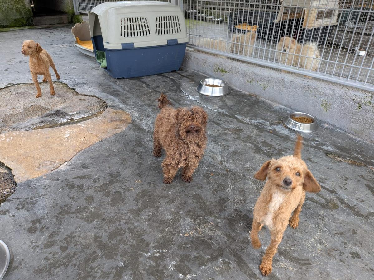 La evolución de los perros incautados en un criadero de Gijón, en imágenes La evolución de los perros incautados en un criadero de Gijón, en imágenes