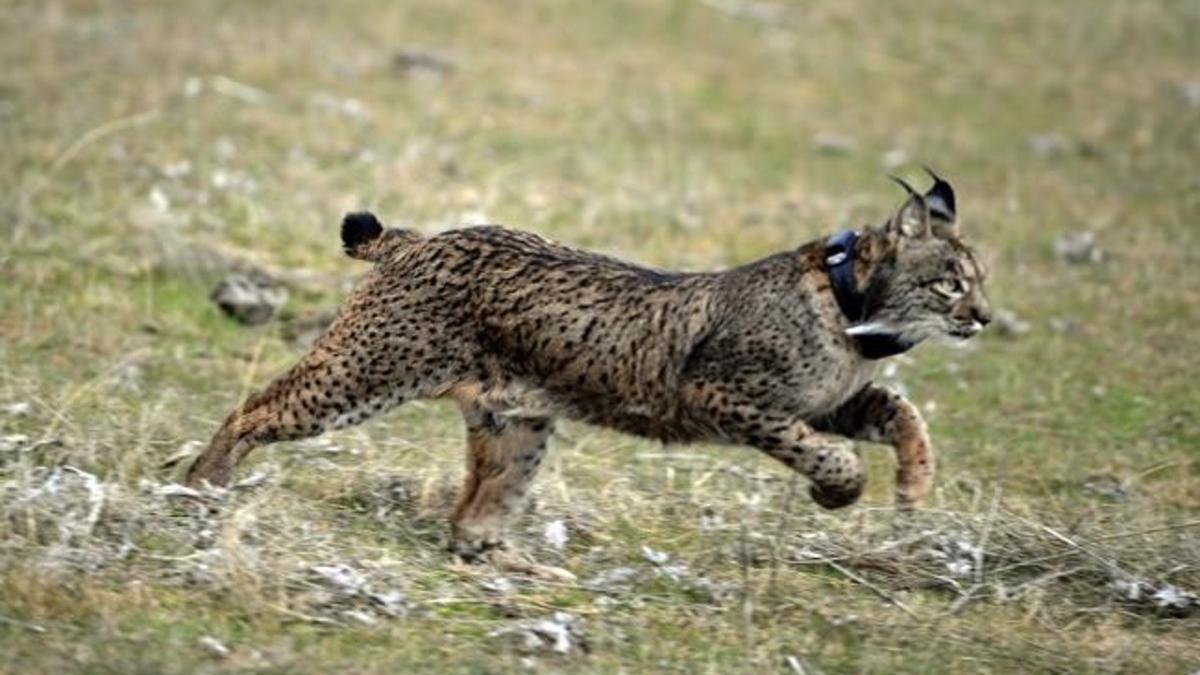 Lince iberico