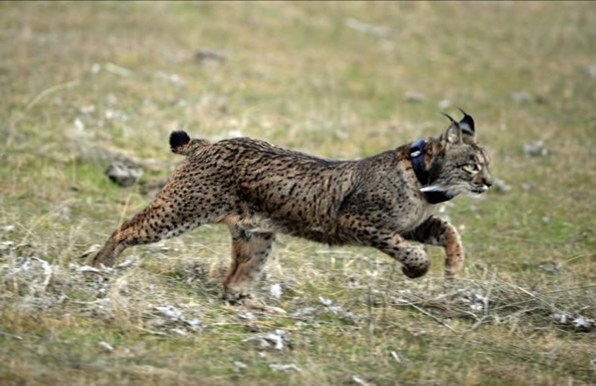 abertran11962876 a lynx is released during the first experimental r160326155404 abertran11962876 a lynx is released during the first experimental r160326155404