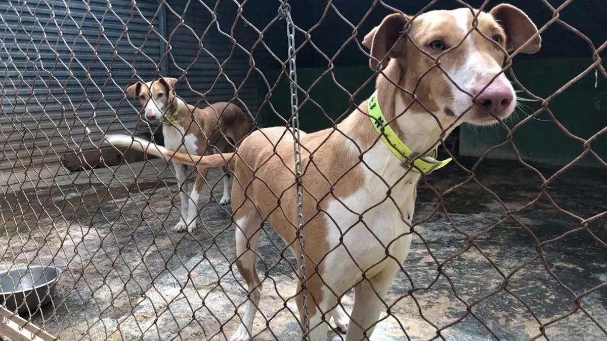 Imagen de archivo de perros en un refugio