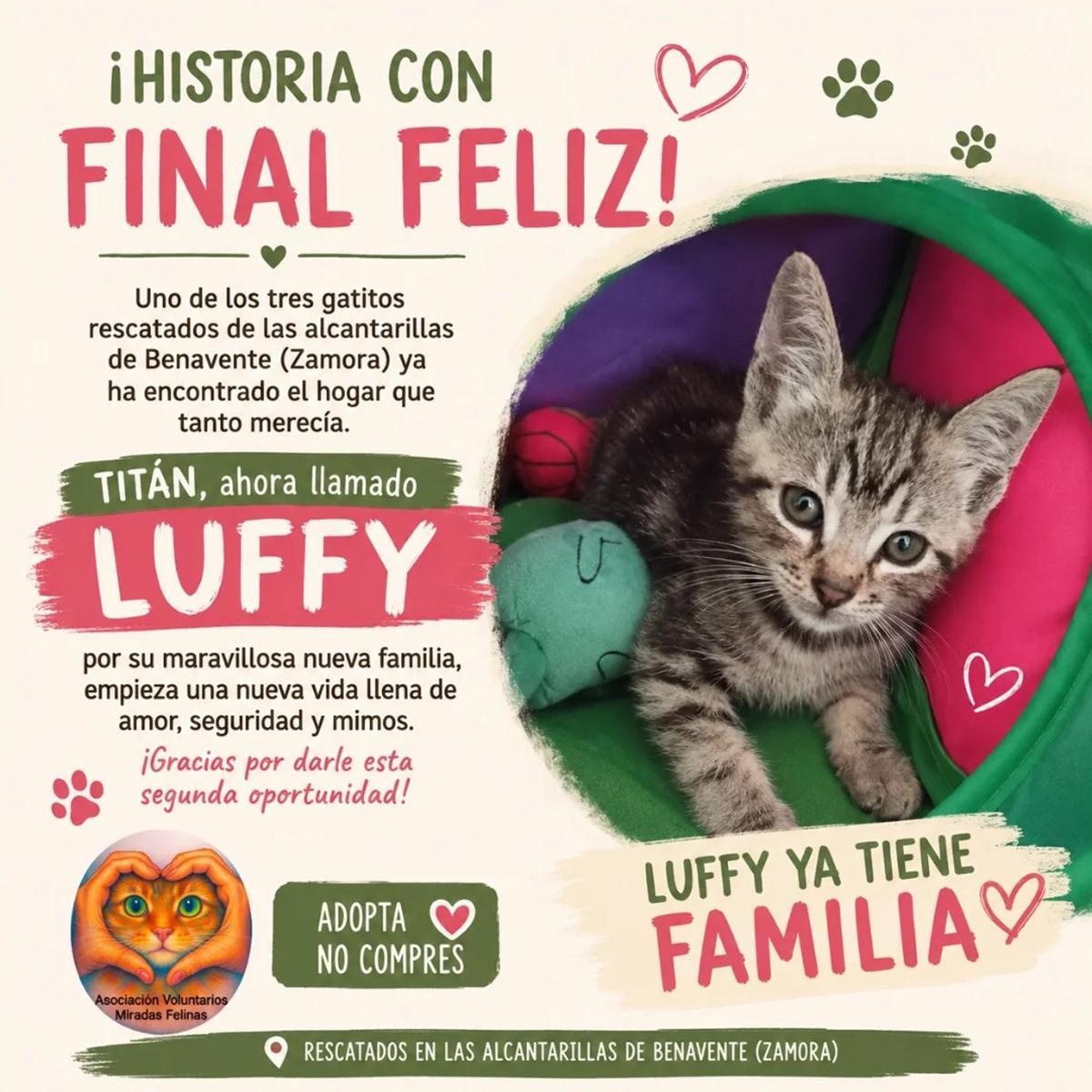 Uno de los gatos rescatados y adoptados. "Titán, ahora llamado Duffy"