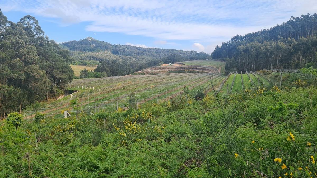 Las plantaciones van en aumento.