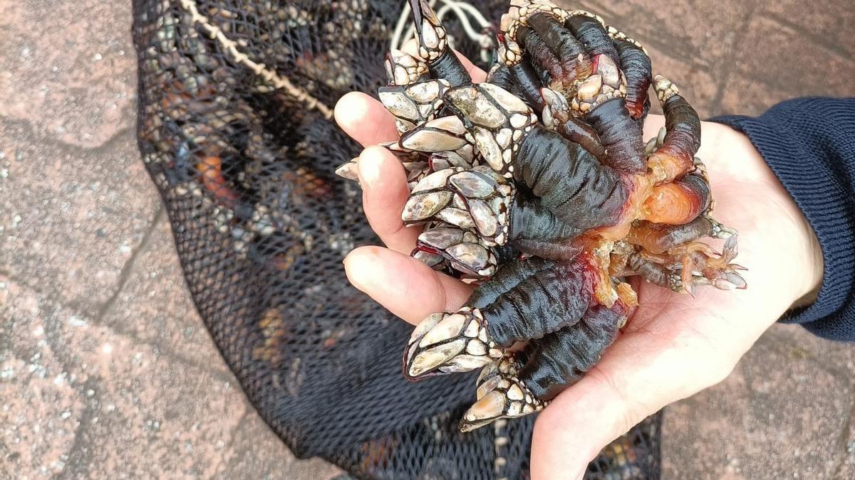 Percebes decomisados en la Torre de Hércules