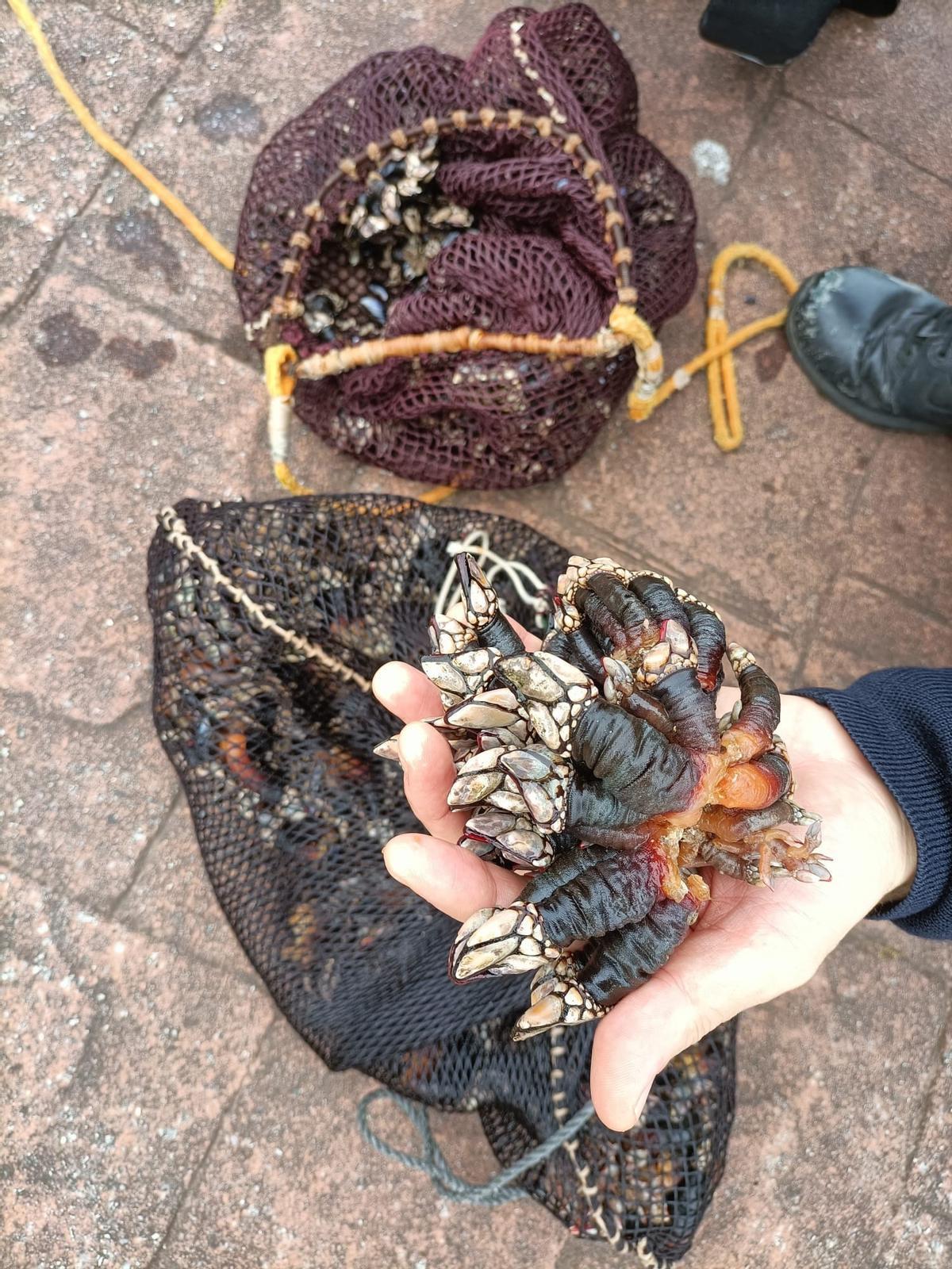 Percebes decomisados en la Torre de Hércules