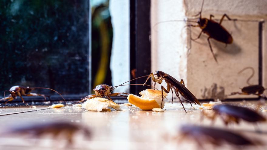 ¿Cucarachas en casa? Este truco casero es la solución que estabas buscando