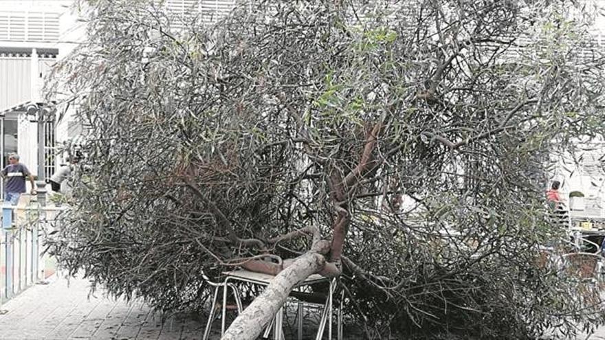 Un árbol se desploma en plena plaza Sant Agustí de Vinaròs