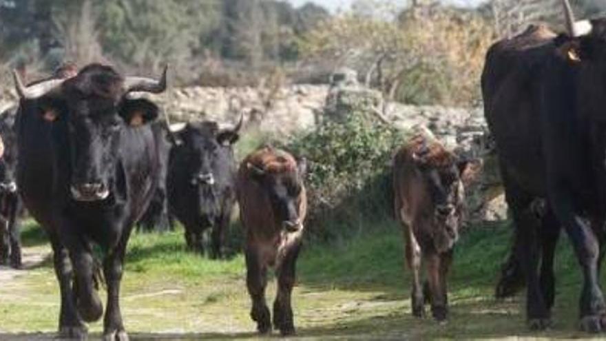 La ganadería provincial genera 310 millones de euros al año, un 30% más que la producción agraria.