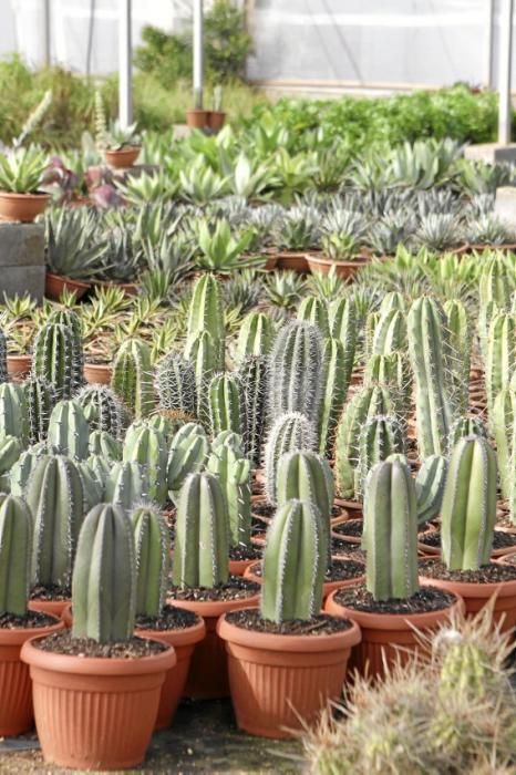 Mallorcas Gärtnereien: Bei "Toni Moreno" in Ses Salines züchtet und vertreibt man Trockenpflanzen.