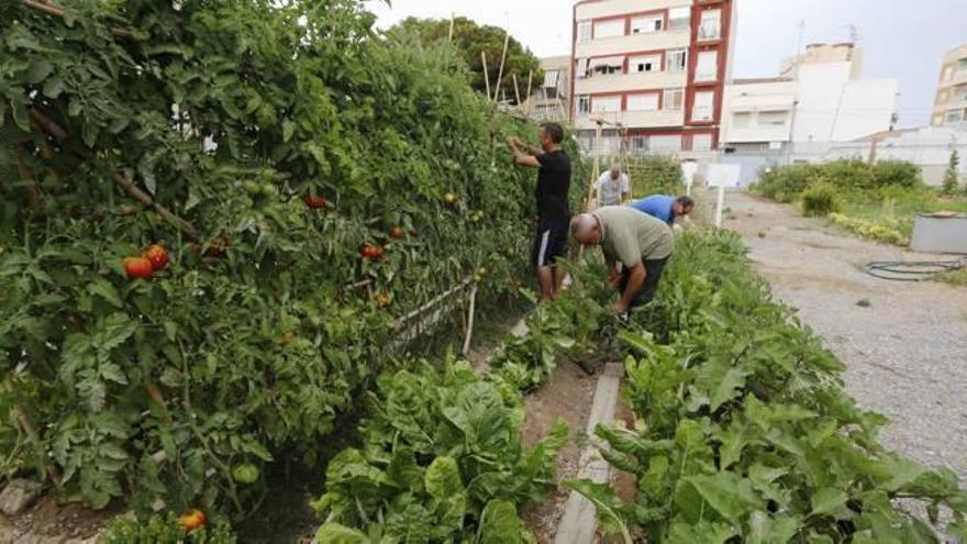 Santa Pola tendrá un tercer huerto ecológico para los vecinos de Playa Lisa