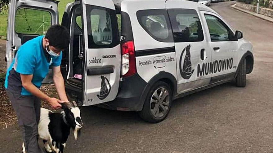 Un socio de Mundo Vivo, con una de las cabras supervivientes.