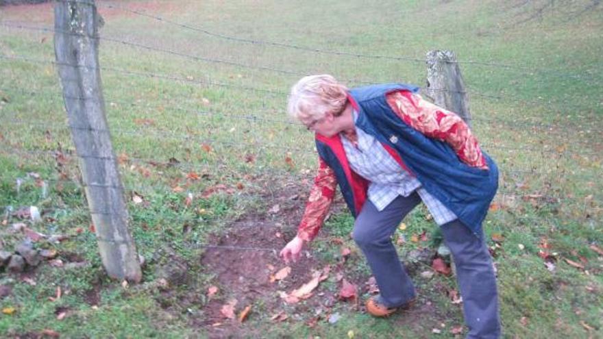 María Dolores Bermúdez muestra el lugar por donde accedió el lobo a la finca.