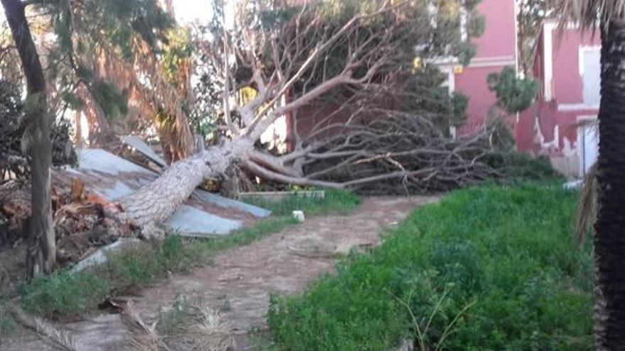 El Ayuntamiento estudia sancionar a los dueños de la finca Palmeretes