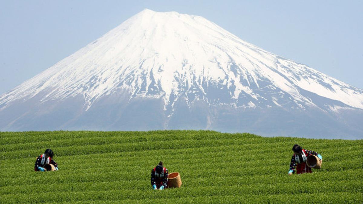 El monte Fuji, visto desde un campo de té en la provincia de Shizuoka.
